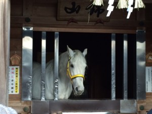 馬